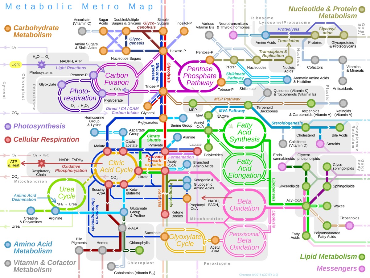 Diagram of metabolic pathways designed to look like a subway map with colored lines connecting hundreds of functions and arrows indicating direction of flow