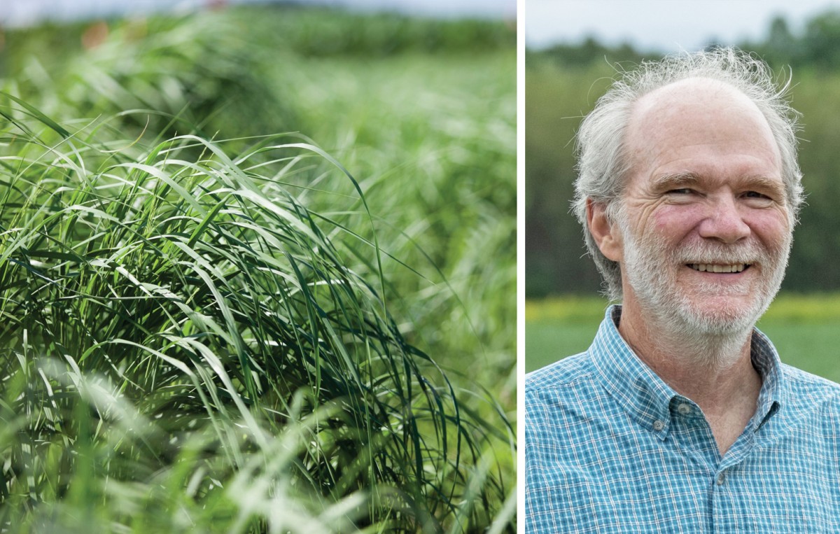 Switchgrass left, Phil Robertson right