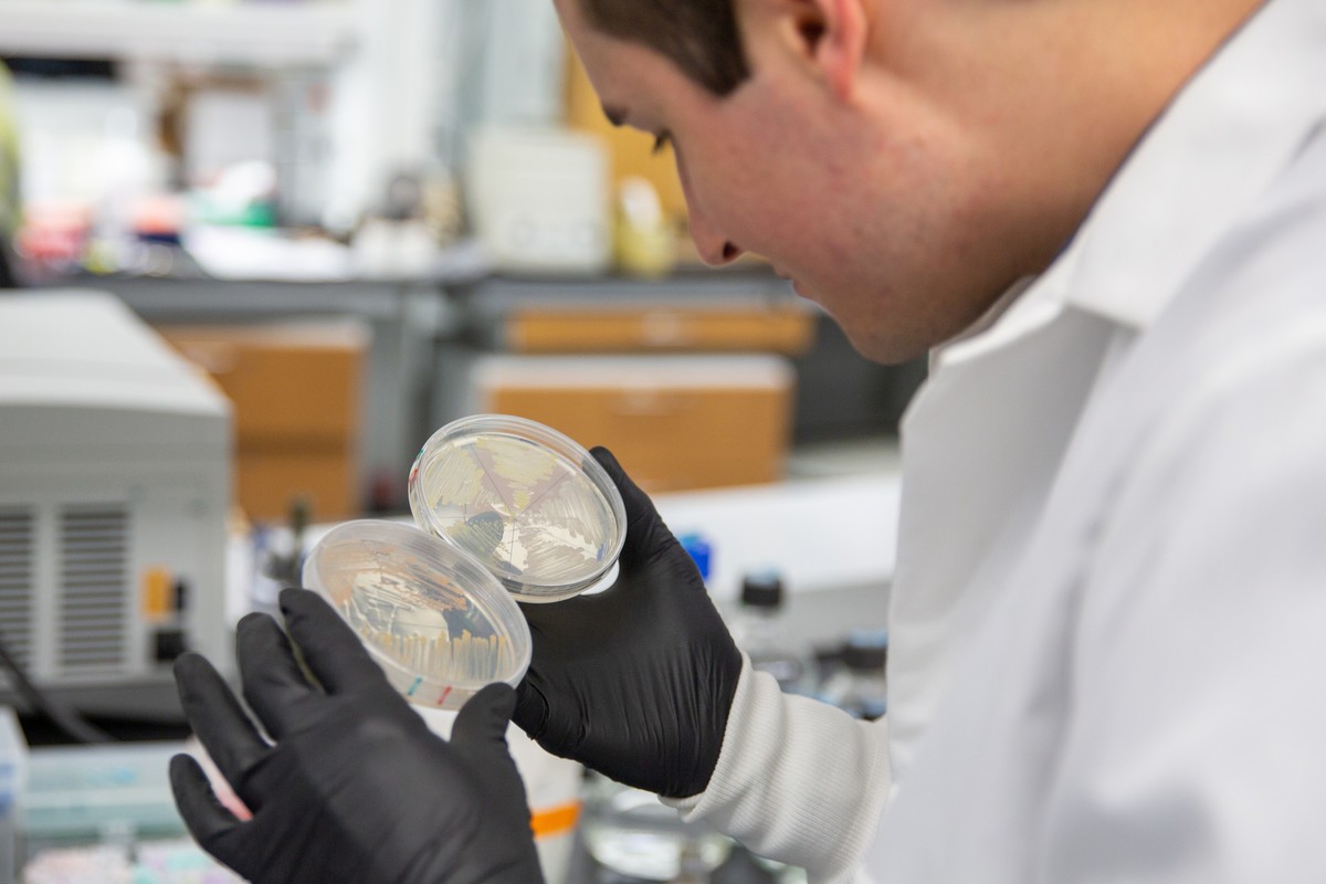 Man in white lab coat and black rubber gloves holding two circular plates streaked with pink and yellow bacteria