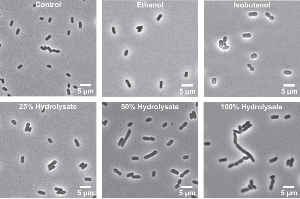 Bright-field microscopy images showing Z. mobilis bacterial cells under six different treatment conditions. The top row shows Control (normal rod-shaped cells), Ethanol treatment (cells appear slightly enlarged), and Isobutanol treatment (cells show some swelling and morphological changes). The bottom row displays cells exposed to 25%, 50%, and 100% lignocellulosic hydrolysate concentrations, showing progressive cellular stress with increased elongation, chain formation, and morphological distortion at high