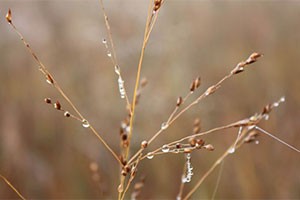 Switchgrass