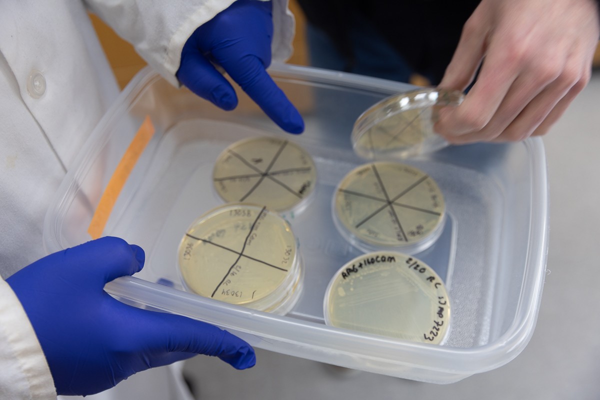 Hands in blue rubber gloves holding a tray of petri dishes