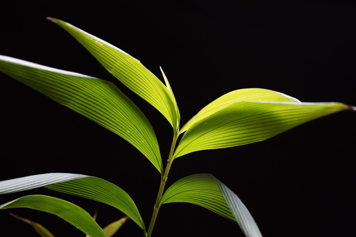 Stalk with green, pointed leaves photographed against a black background
