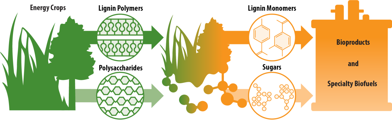 cellulose-based-products-an-overview-wisconsin-energy-institute