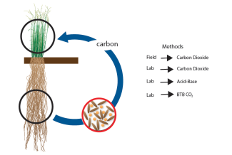 Measuring Soil Microbial Activity Image