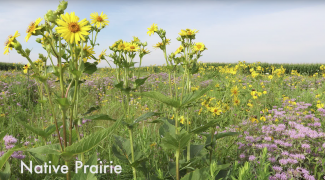 Native Prairie