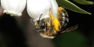 bee on flower