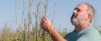 Randy Jackson examines some big blue stem, a prairie grass that GLBRC scientists are studying for its bioenergy potential.