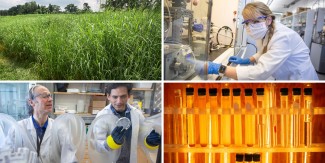 Collage of photos showing switchgrass, test tubes and scientists in laboratories