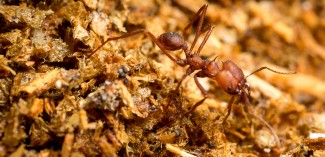 Leaf Cutter Ant