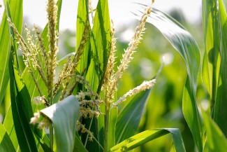 Corn Field