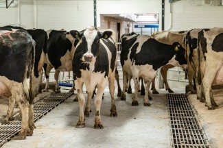 A Holstein cow faces the camera as it enters a milking parlor between a row of other cows