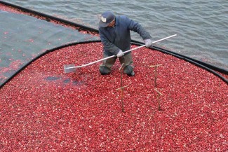 Cranberry farming