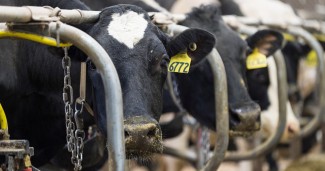 Dairy Cattle Center cows