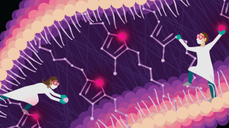 Illustration depicting scientists putting together furan fatty acids in a cell membrane