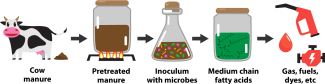 Cartoon depicting cow manure being converted to medium chain fatty acids