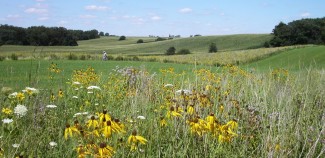 A prairie landscape