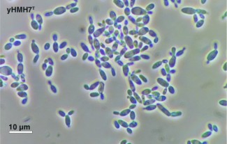 Budding cells of Yamadazyma laniorum