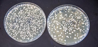 Photo of two dishes of the yeast Saccharomyces cerevisiae, used to produce biofuels out of plants