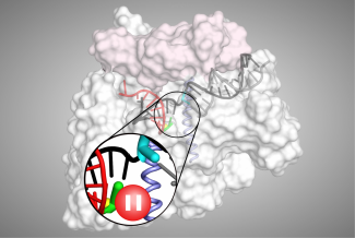 Transcriptional Pause Illustration