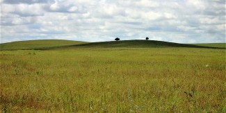 two trees on horizon of a grassland