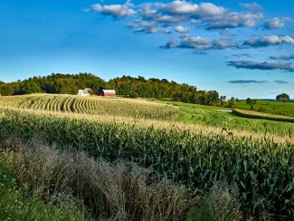 landscape view of corn fields with a farm in the distance