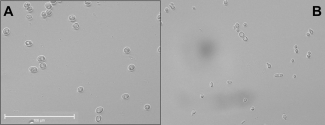 hybrid yeast image