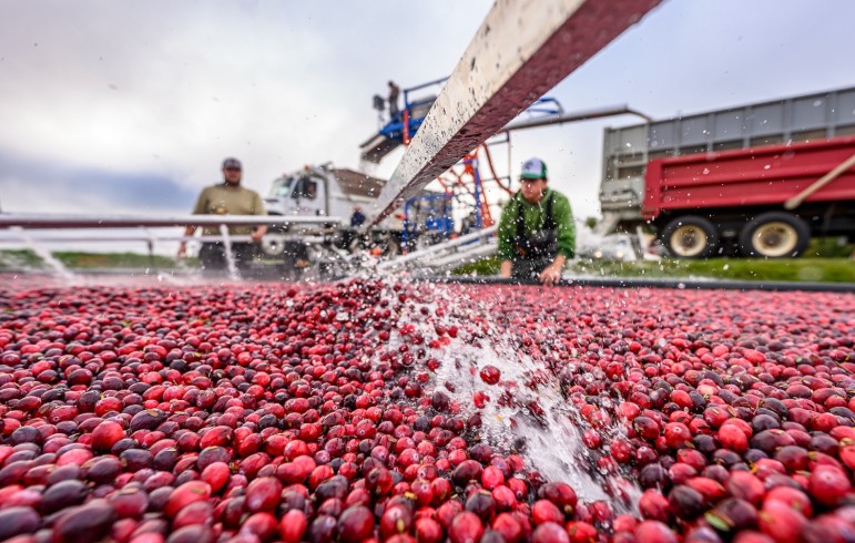 Workers harvest cranberries in a flooded bog, with red berries floating on water surface and a conveyor belt loading them into a truck