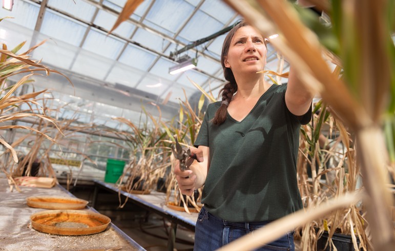 A researcher holding pruning shears examines mature sorghum plants in a greenhouse, photographed from a low angle among the stalks with glass panels visible overhead.