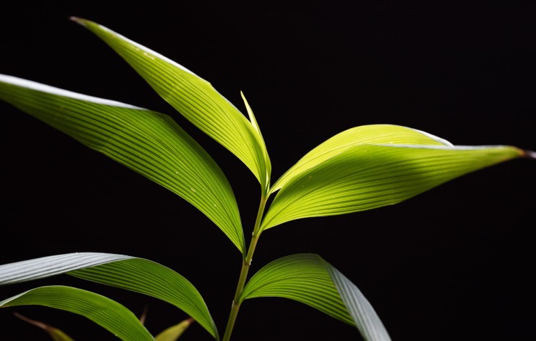 Stalk with green, pointed leaves photographed against a black background