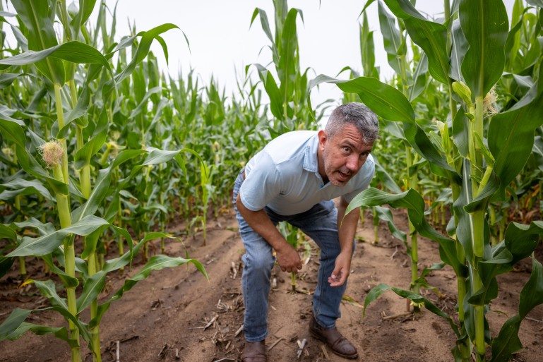 A man crouches between rows of tall corn plants