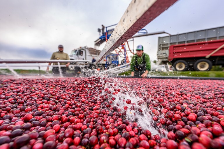 Workers harvest cranberries in a flooded bog, with red berries floating on water surface and a conveyor belt loading them into a truck