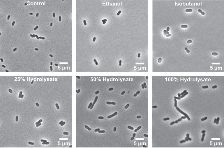Bright-field microscopy images showing Z. mobilis bacterial cells under six different treatment conditions. The top row shows Control (normal rod-shaped cells), Ethanol treatment (cells appear slightly enlarged), and Isobutanol treatment (cells show some swelling and morphological changes). The bottom row displays cells exposed to 25%, 50%, and 100% lignocellulosic hydrolysate concentrations, showing progressive cellular stress with increased elongation, chain formation, and morphological distortion at high