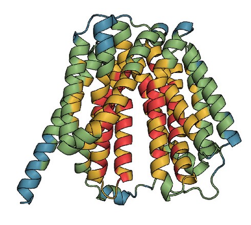 Ribbon diagram of a multidrug efflux pump colored from N- to C-terminus (blue to red), showing a helical transmembrane domain with a central cavity flanked by symmetrical bundles of alpha-helices.