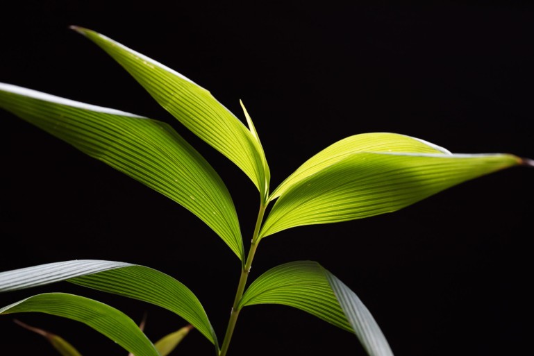 Stalk with green, pointed leaves photographed against a black background