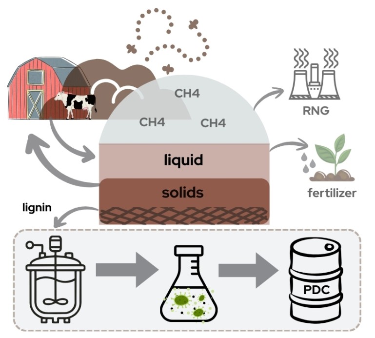Diagram of a manure-to-products pathway. A dairy cow and barn feed into an anaerobic digester (shown as a dome) that releases CH4 gas, converted to renewable natural gas (RNG), and separates manure into liquid and solid fractions. The liquid fraction is applied as fertilizer, looping back to the farm. The solid fraction yields lignin, which flows into a bioreactor, then a flask containing microbial culture, producing PDC in a labeled barrel.