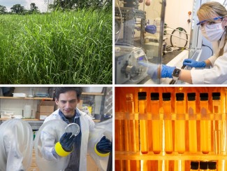 Collage of photos showing switchgrass, test tubes and scientists in laboratories