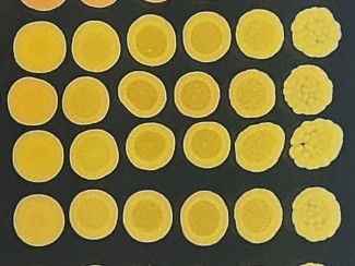 36 yellow circular shapes arranged in a six-by-six grid on a black background. 