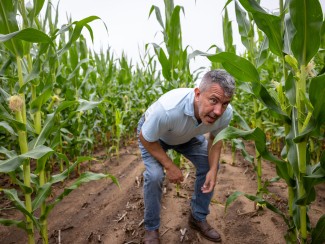 A man crouches between rows of tall corn plants