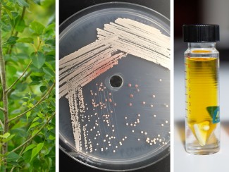 Triptych showing green leaves, a Petri dish, and two glass vials of yellow and amber liquid