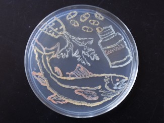 Bacteria cultured on an apgar plate in the shape of a fish, a carrot, and a bottle of pills