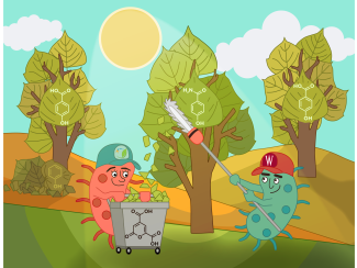 Cartoon illustration showing two anthropomorphized microbes with caps (one coral-colored, one teal) collecting phenolic compounds from poplar trees. The trees display molecular structures of phenolic compounds (showing benzene rings with OH groups). One microbe operates a cart filled with collected phenolic molecules, while the other holds a collection tool.