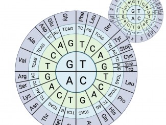 Circular diagram with rings of letters representing gene sequences