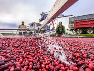 Workers harvest cranberries in a flooded bog, with red berries floating on water surface and a conveyor belt loading them into a truck