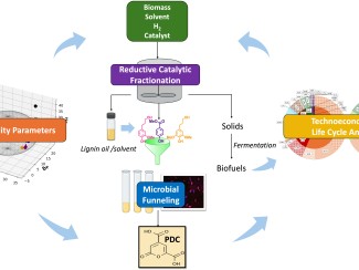 Circular workflow diagram showing biomass (with solvent, H₂, catalyst) undergoing reductive catalytic fractionation to yield lignin monomers, which are funneled microbially to produce PDC. Hansen solubility parameters guide solvent selection, informed iteratively by technoeconomic and life cycle analyses.
