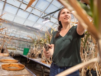 A researcher holding pruning shears examines mature sorghum plants in a greenhouse, photographed from a low angle among the stalks with glass panels visible overhead.