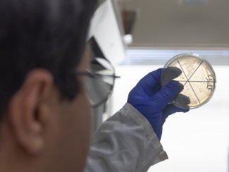 Man looking at petri dish held up to a light
