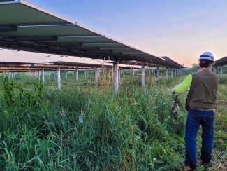 A person wearing a hard hat, brown vest, and jeans stands in the foreground with solar panels stretching to the horizon. The solar panels are mounted on metal poles above grasses several feet high.