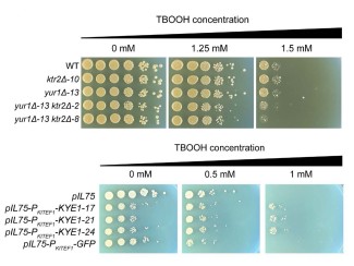 A two-panel image showing the results of yeast spot assays. The top panel demonstrates that yeast with ktr2Δ and yur1Δ gene mutations are more sensitive to TBOOH stress. The bottom panel shows that expressing different versions of a KYE1 enzyme alters the yeast's resistance to TBOOH.