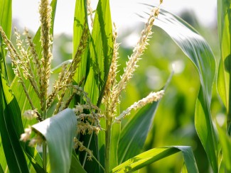 Corn Field